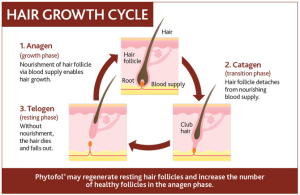 alopecia-diagram