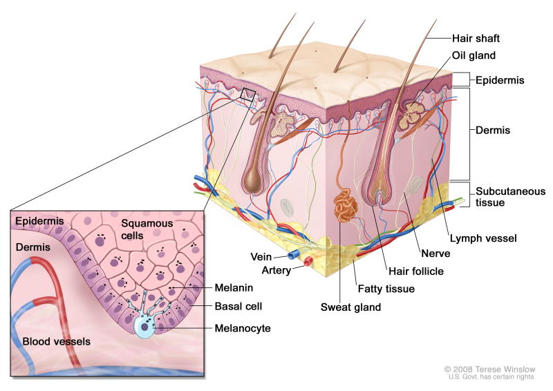 Anatomy of the Skin - Dermatology Sydney