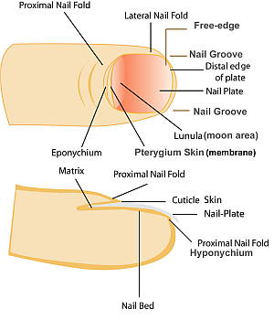 Nail Trauma and Treatment - Dermatology Sydney